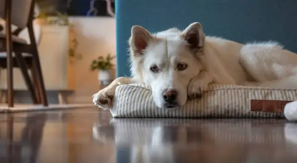 Un perro blanco yace en su cama, con la cabeza apoyada en una pata. Su mirada triste podría indicar depresión en perros.