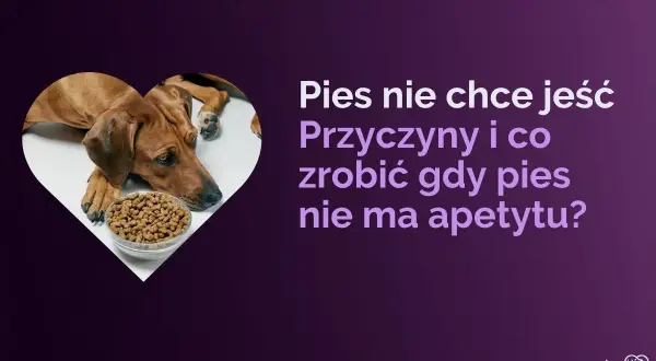 Smutny pies obok miski z jedzeniem. Dowiedz się o domowych sposobach na brak apetytu u psa i jego przyczynach.