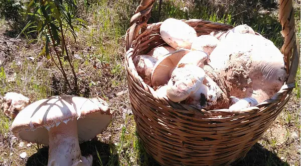 Cesta llena de setas amanita ponderosa recién recolectadas, junto a otra seta en el suelo.