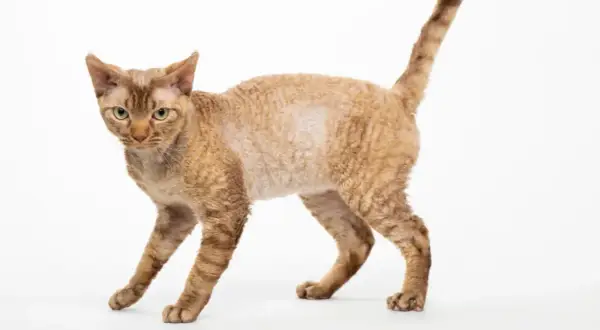 Devon Rex w schronisku: jak pomóc chorym kotom w Bytomiu