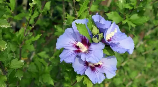 Kiedy sadzimy hibiskus, aby uniknąć niepowodzeń w uprawie?