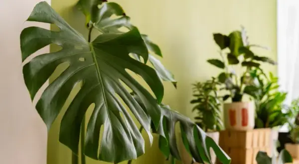 Kwitnąca Monstera w Domu: Jak Osiągnąć Sukces?