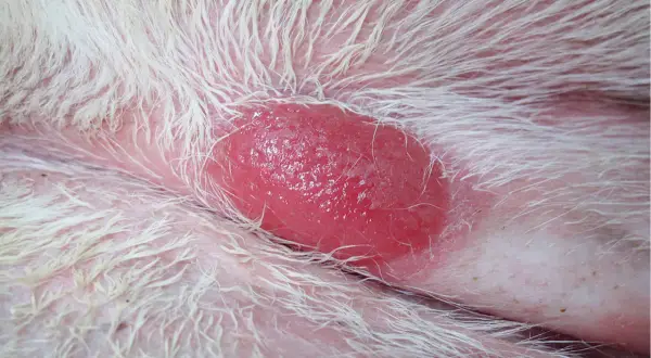 Obrzęknięta, czerwona zmiana skórna u kota, przypominająca mastocytoma. Widać białe futro i różową skórę.