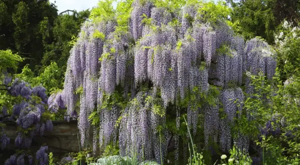 Obficie kwitnąca wisteria tworzy fioletowy wodospad kwiatów. Wiosna w pełni, kiedy kwitnie wisteria, zachwyca swoim widokiem.