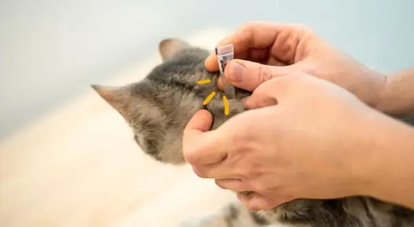 ¿A los gatos se les pega las garrapatas? Riesgos y prevención esenciales