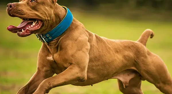 Mocny staffordshire bull terrier w niebieskiej obroży biegnie po trawie, z językiem na wierzchu.