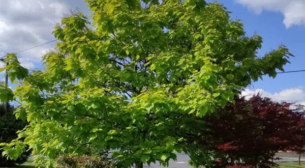 Katalpa z bujnym, zielonym listowiem, gotowa na cięcie. Obok czerwony klon.