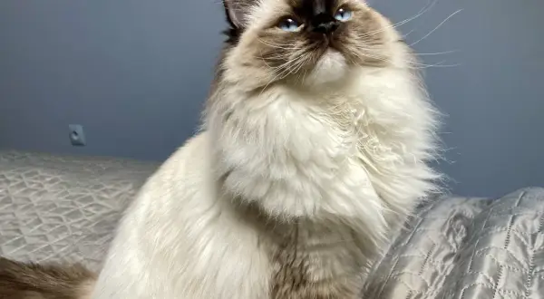 Piękny ragdoll brązowy z niebieskimi oczami siedzi na łóżku, wyglądając w górę z zaciekawieniem.