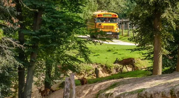 Park Linowy Skarbka Bałtów: Trasy, Ceny, Bezpieczeństwo. Planujesz?