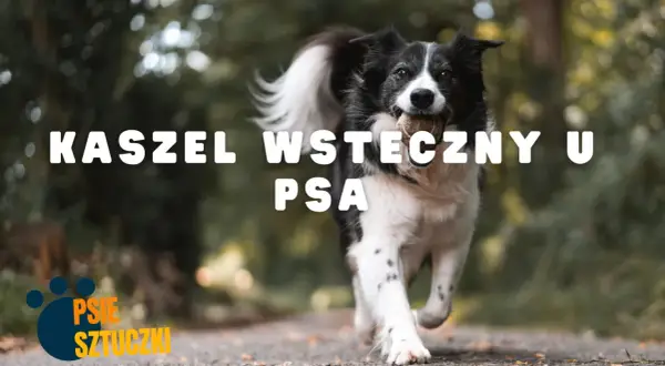 Pies rasy border collie biegnie z piłką w pysku. Napis na zdjęciu: "Kaszel wsteczny u psa".