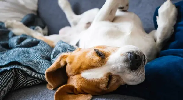 Ein Hund in entspannter Schlafposition liegt auf dem Rücken, Pfoten in der Luft. Er träumt süß auf einer Decke.