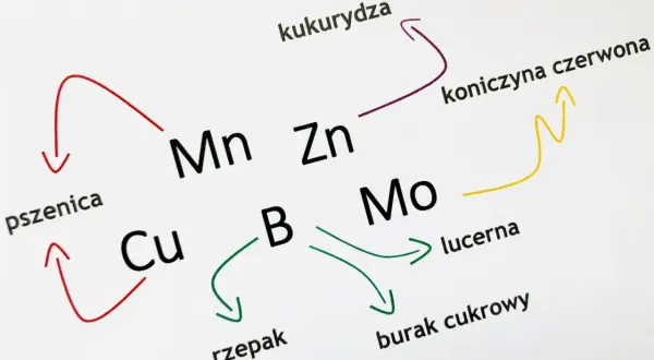 Schemat pokazuje, jak mikroelementy (Mn, Zn, Cu, B, Mo) wpływają na rozwój roślin: pszenicy, kukurydzy, koniczyny czerwonej, rzepaku, lucerny i buraka cukrowego.