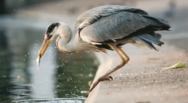 Un héron gris, perché au bord de l'eau, attrape un poisson dans son bec. Les éclaboussures témoignent de l'action.