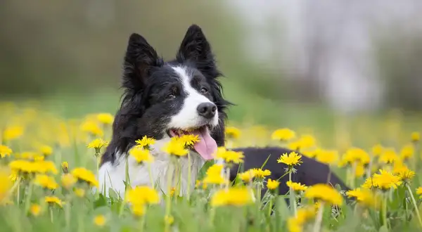Czarny pies rasy border collie leży w trawie pośród żółtych mniszków lekarskich.