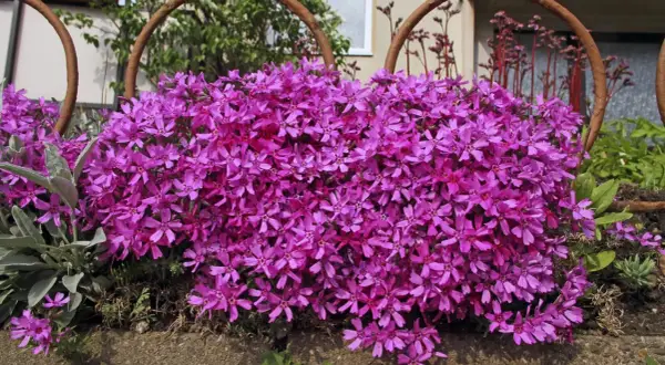 Ein Teppich aus pinken Phloxblüten bedeckt den Boden. Der ideale **Phlox Standort** ist sonnig, um diese Blütenpracht zu ermöglichen.