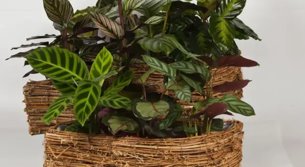 Krzewy calathea w wiklinowych osłonkach. Dowiedz się, jak dbać o te piękne rośliny, by cieszyć się ich egzotycznymi liśćmi.