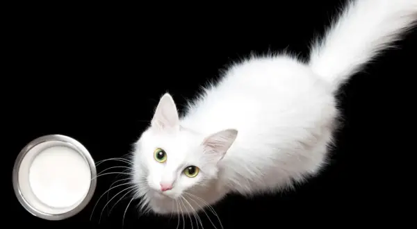 Un gato blanco con ojos verdes mira un cuenco de leche, demostrando que los gatos pueden beber leche.
