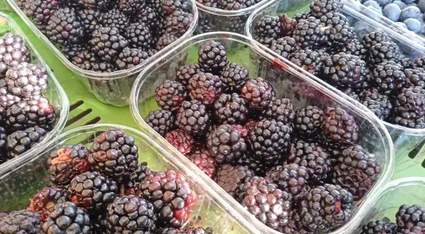 Frische Brombeeren in Plastikschalen. Darf Hund Brombeeren essen? Ja, in Maßen sind sie ein gesunder Snack für Hunde.
