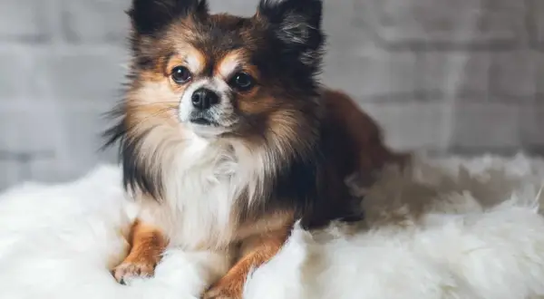 Uroczy piesek rasy chihuahua, z długą, brązowo-białą sierścią, leży na białym futerku. Może to być czas cieczki u psa, gdy szuka komfortu.