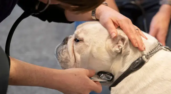 En veterinär undersöker en trubbnosig hund med stetoskop. Hunden har en kedja runt halsen.