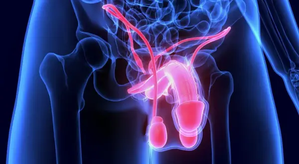 Anatomia męskiego układu rozrodczego. Czerwone naczynia krwionośne mogą sugerować krew w spermie, co jest stanem medycznym.