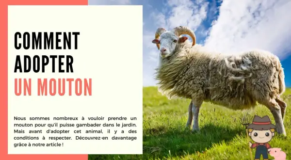 Un mouton à cornes se tient dans un pré verdoyant. L'image suggère comment adopter un mouton.