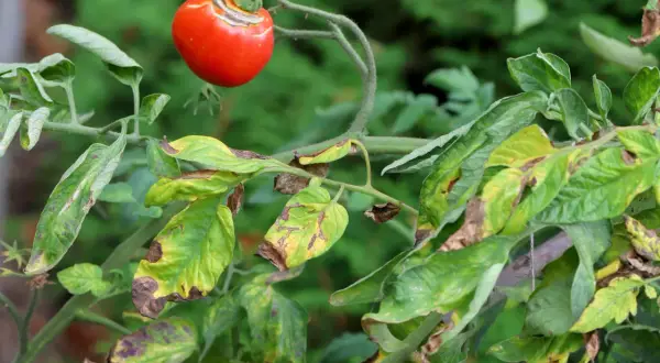 Czerwony pomidor z plamami, liście rośliny pokryte brązowymi i żółtymi przebarwieniami, oznaki zarazy ziemniaczanej na pomidorach.