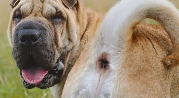 Perro Shar Pei con posible irritación anal, similar a hemorroides en perros. Su cara arrugada y lengua afuera muestran su estado.