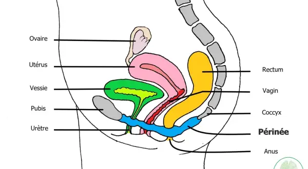 Schéma du **organe pelvien femme** : ovaire, utérus, vessie, pubis, urètre, vagin, rectum, coccyx, périnée, anus.