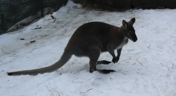 Australijski kangur w śniegu. Może to symbolizuje skup australijskiego kangura 1 uncja złota, który jest cenniejszy niż zimowe futro.