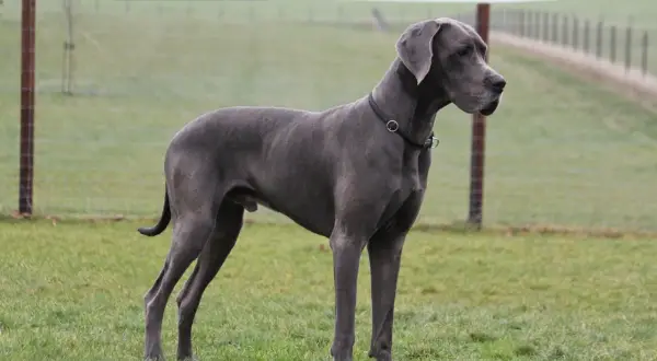 Piękny dog niemiecki, który żyje średnio 8-10 lat, stoi na zielonej łące.