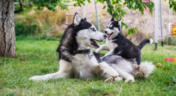 Mama husky bawi się ze swoim szczeniakiem. Po jakim czasie można wydać szczeniaki? Zwykle po 8 tygodniach, gdy są już samodzielne.