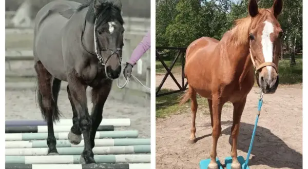 Szarobury koń ćwiczy na drągach, a kasztanowaty stoi na podkładkach. Oba konie mają zdrowe trzeszczki.