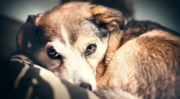 Perro mestizo de pelaje marrón y blanco, con ojos tristes. Parece cansado, quizás mi perro jadea mucho por la noche y por eso descansa así.