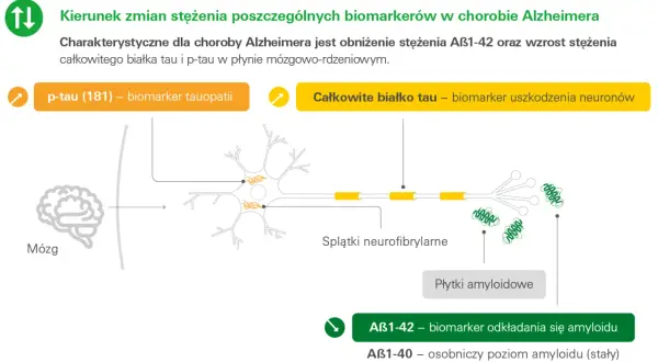 Schemat przedstawia zmiany białka tau i amyloidu w chorobie Alzheimera. Wzrost p-tau (181) i całkowitego białka tau wskazuje na uszkodzenie neuronów.