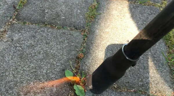 Verktyg används för att rensa mellan plattor. En liten planta med gröna blad syns, omgiven av grus och sprickor i stenläggningen.