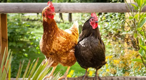 Zwei Hühner, ein braunes und ein schwarzes, sitzen auf einem Holzzaun. Gute Huhn Haltung bedeutet Platz und frische Luft.