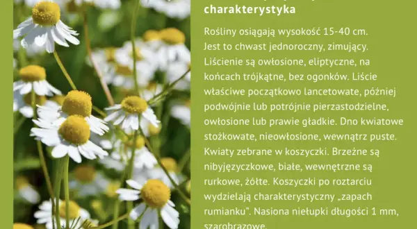 Rumianek pospolity, znany z zastosowania w medycynie ludowej i kosmetyce, kwitnie białymi płatkami i żółtym środkiem.