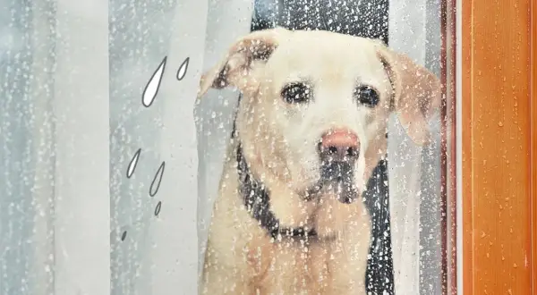 Ein Hund schaut traurig durch ein regennasses Fenster. Er hat keine Lust, bei diesem Wetter rauszugehen.