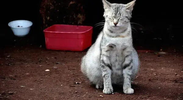 Cómo saber si mi gata está embarazada: señales que no puedes ignorar