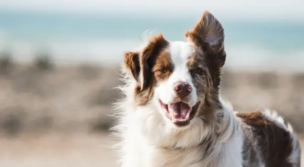 Un adorable chien au poil brun et blanc, heureux sur la plage. Un vrai trésor, un **chien gratuit** pour égayer votre journée !