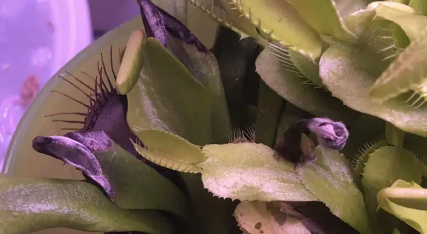 Moisissure sur les pièges d'une Dionaea muscipula dans un terrarium. Les feuilles sont vertes et pourpres, avec des traces blanches de moisissure.