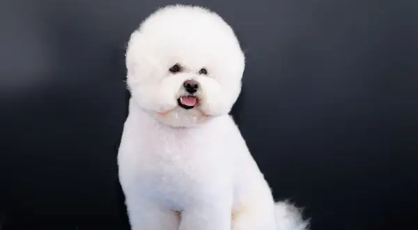 Uroczy, puszysty bichon frise, jeden z tych małych białych psów, siedzi na niebieskiej powierzchni na tle ciemnej ściany.