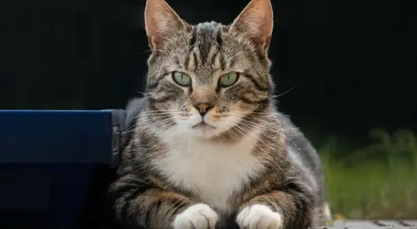 Niveles alarmantes de creatinina en gatos y cómo proteger su salud