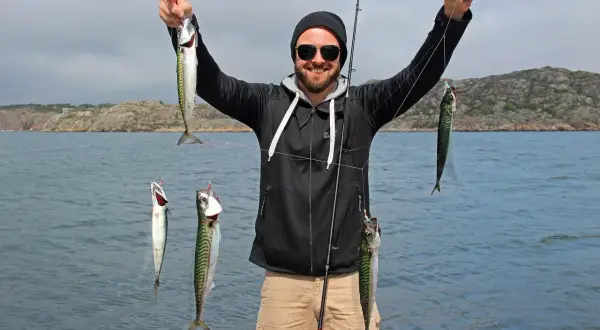 Glücklicher Angler hält mehrere Makrelen aus Norwegen in die Kamera.