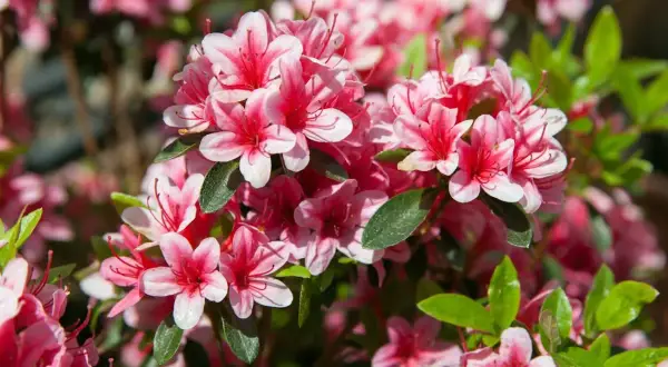 Jak długo kwitnie rododendron? Czas trwania kwitnienia i porady
