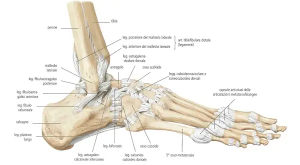 Dettaglio anatomico delle **ossa del piede** e delle articolazioni della caviglia, con legamenti e ossa tarsali, metatarsali e falangi.