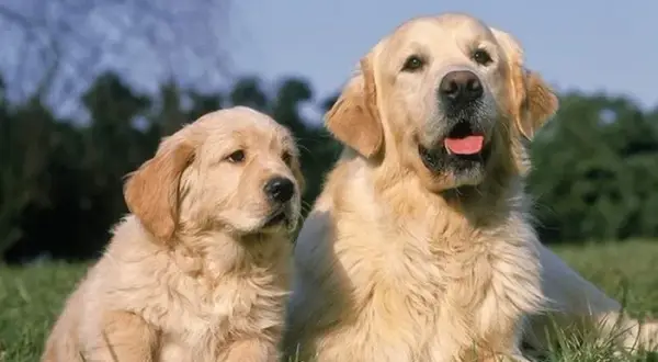 Jak rośnie Golden Retriever? Przewodnik po wadze i etapach