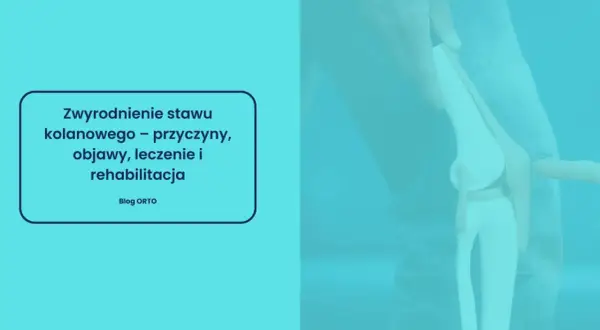 Model stawu kolanowego z tekstem o zwyrodnieniu.