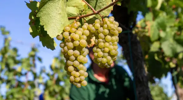 Reife, helle Trauben hängen am Rebstock. Ein Winzer im Hintergrund bereitet sich auf die Weinlese vor. Wann ist Weinlese? Wenn die Trauben so aussehen!